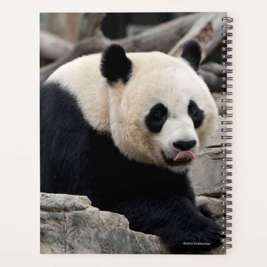 Giant Panda op Rocks Planner (Achterkant)