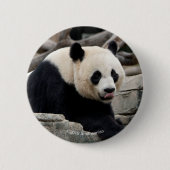Giant Panda op Rocks Ronde Button 5,7 Cm (Voorkant)