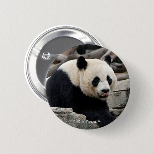 Giant Panda op Rocks Ronde Button 5,7 Cm (Voorkant /achterkant)