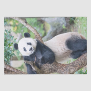 Giant Panda-papier voor weefselproblemen/papier vo Tissuepapier