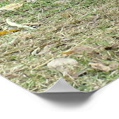 Giant Panda Poster (Hoek)