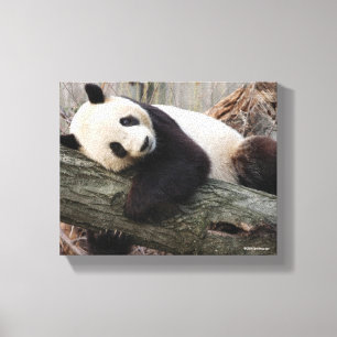Giant Panda Relaxing and Hugging Tree Branch Canvas Afdruk