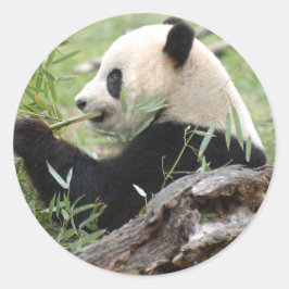 Giant Panda Ronde Sticker
