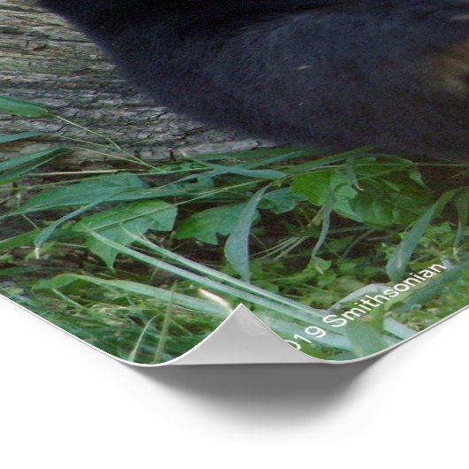 Giant Panda rusteert tegen bomen Poster (Hoek)