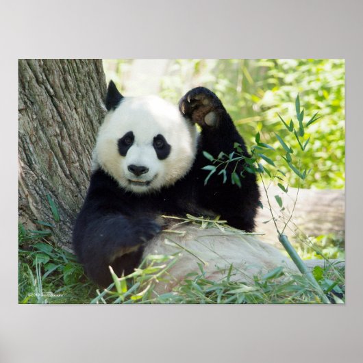 Giant Panda rusteert tegen bomen Poster (Voorkant)