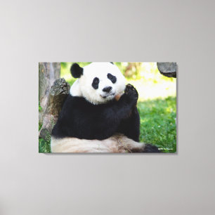 Giant Panda Sitting Canvas Afdruk