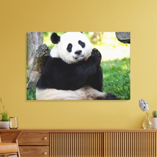 Giant Panda Sitting Canvas Afdruk (Insitu (Woonkamer))