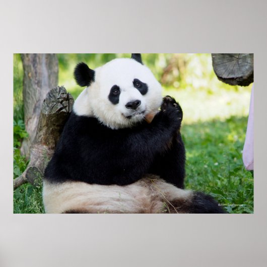 Giant Panda Sitting Poster (Voorkant)