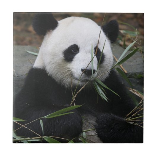 Giant panda tegeltje (Voorkant)