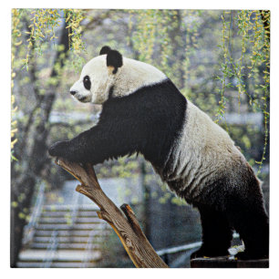 Giant Panda Tegeltje