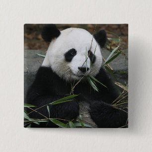 Giant panda vierkante button 5,1 cm