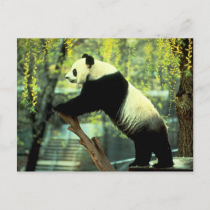 Giant Panda Yoga Stretch Briefkaart