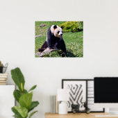 Giant panda zit op een steen poster (Thuiskantoor)