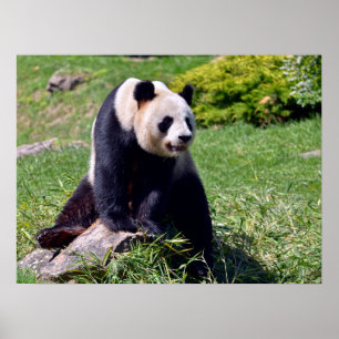 Giant panda zit op een steen poster