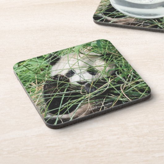 Giant Panda zweert in gras Bier Onderzetter (Linkerzijde)