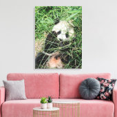 Giant Panda zweert in gras Canvas Afdruk (Insitu (Woonkamer))