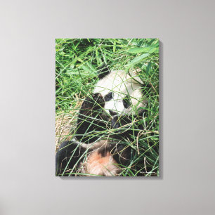 Giant Panda zweert in gras Canvas Afdruk
