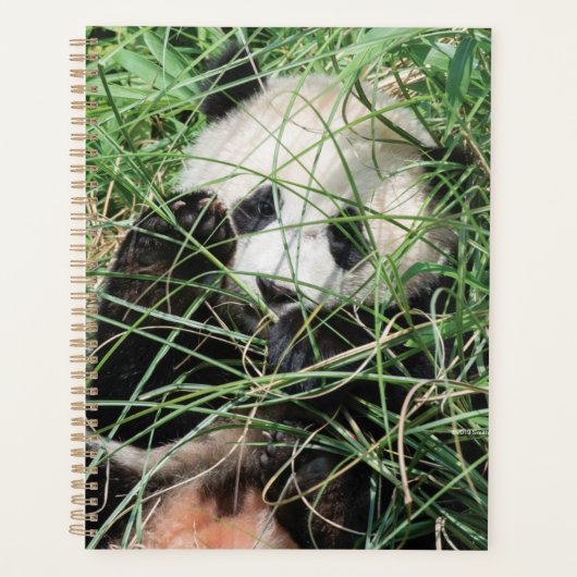 Giant Panda zweert in gras Planner (Voorkant)