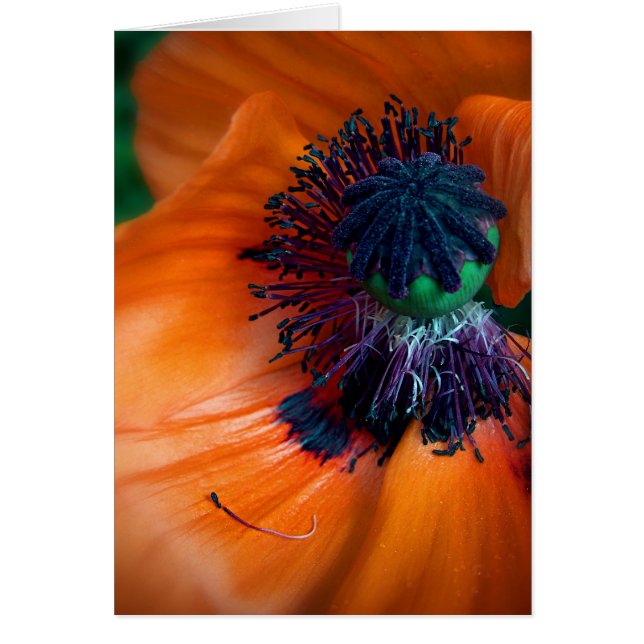 Giant Poppy (Voorkant)