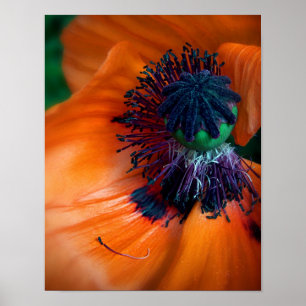 Giant Poppy Flower Poster