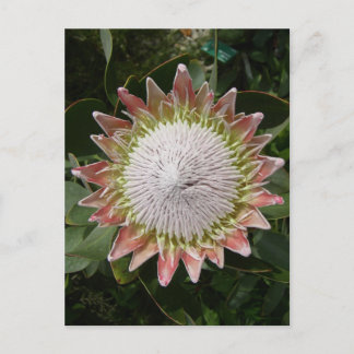 Giant Protea Flower. Briefkaart