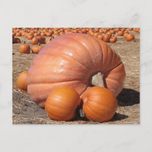 Giant Pumpkin Briefkaart