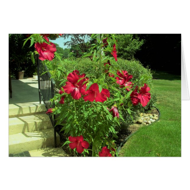 Giant Red Hibiscus (Voorkant Horizontaal)
