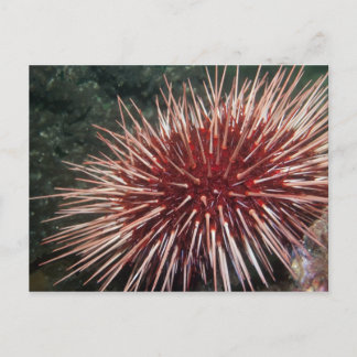 Giant Red Zee Urchin - Briefkaart