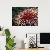 Giant Red Zee Urchin - Fine Art Print (Thuiskantoor)