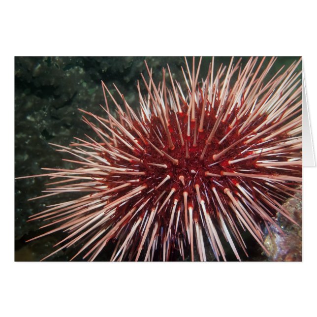 Giant Red Zee Urchin-kaart (Voorkant Horizontaal)