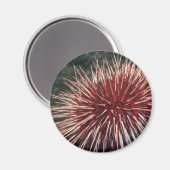 Giant Red Zee Urchin - Magnet Magneet (Voorkant / Achterkant)