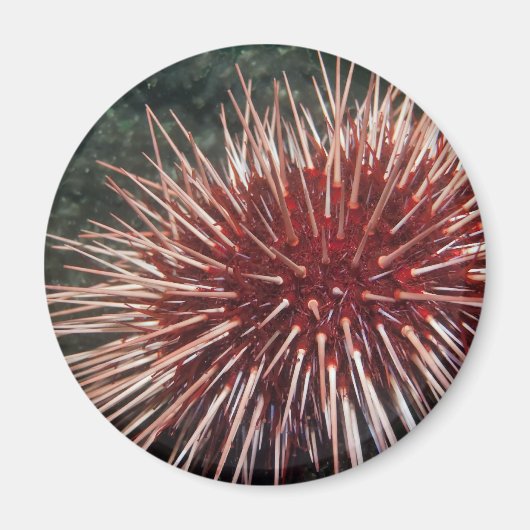 Giant Red Zee Urchin - Magnet Magneet (Voorkant)