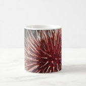 Giant Red Zee Urchin - Mok (Center)