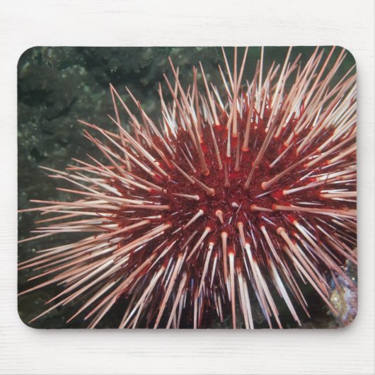 Giant Red Zee Urchin - Mousepad Muismat (Voorkant)