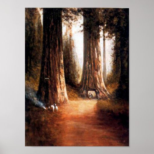 Giant Redwood Poster (Voorkant)