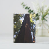 Giant Redwood Trees Briefkaart (Staand voorkant)