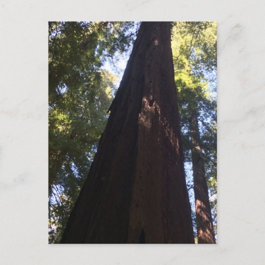 Giant Redwood Trees Briefkaart (Voorkant)