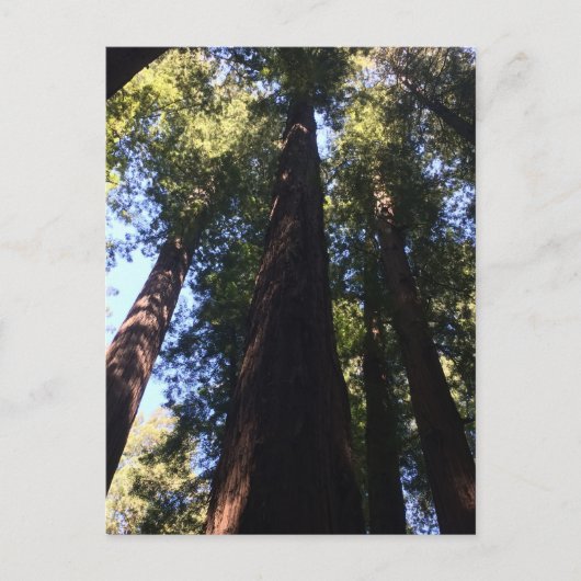 Giant Redwood Trees Briefkaart (Voorkant)