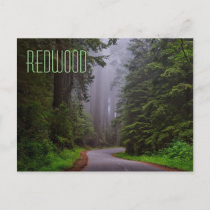 Giant Redwood Trees, Redwood National/State Parks Briefkaart