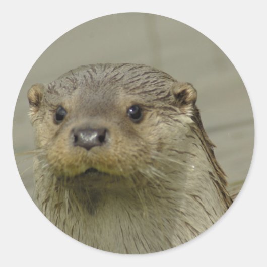 Giant River Otter Stickers (Voorkant)