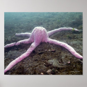 Giant roze ster (paasbroodrooster) poster