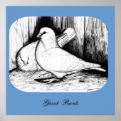 Giant Runt Pigeons Poster (Voorkant)