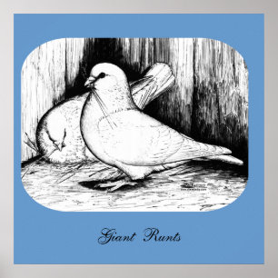 Giant Runt Pigeons Poster