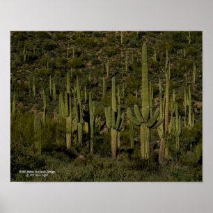 Giant Saguaro Cactus Forest Sonoran Desert Arizona Poster