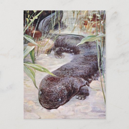 Giant Salamander Art Briefkaart (Voorkant)