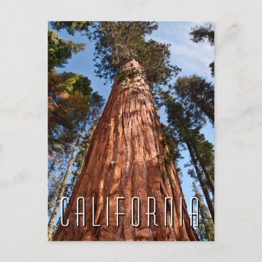 Giant Sequoia Ascends Briefkaart (Voorkant)