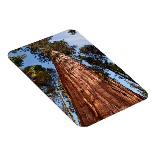 Giant Sequoia Ascends Magneet (Rechterzijde)