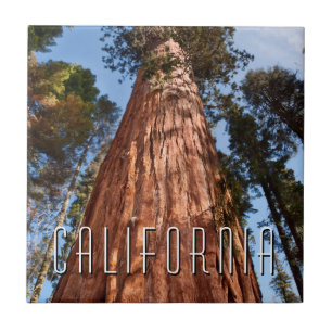 Giant Sequoia Ascends Tegeltje