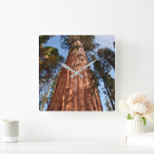 Giant Sequoia Ascends Vierkante Klok (Huis)