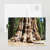 Giant Sequoia Briefkaart! Briefkaart (Voorkant / Achterkant)